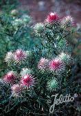 Cirsium echinocephalum 'Plumed Thistle'